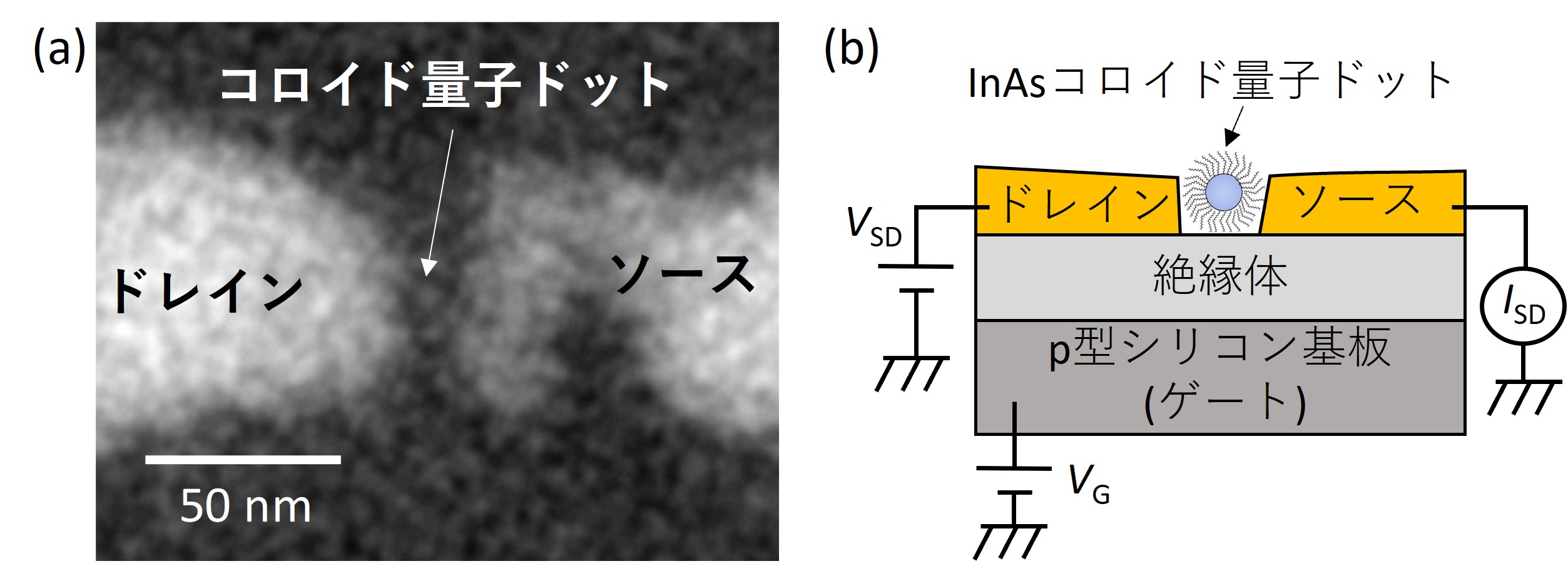 本課程の柴田憲治 教授の論文がACS Nano誌に掲載され、1月6日付けで