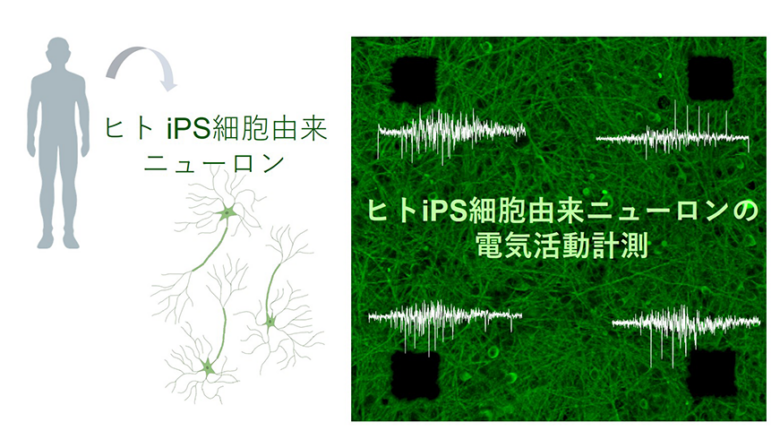 Ips Neuron ヒトIps細胞由来グルタミン酸作動性皮質ニューロン : 神経細胞培養関連試薬パンフレット – AQJOCO