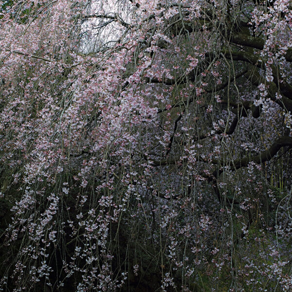 <!-- font color="red">【開催中止】</font -->野澤 文夫写真展「山の桜はいかでやあらん」